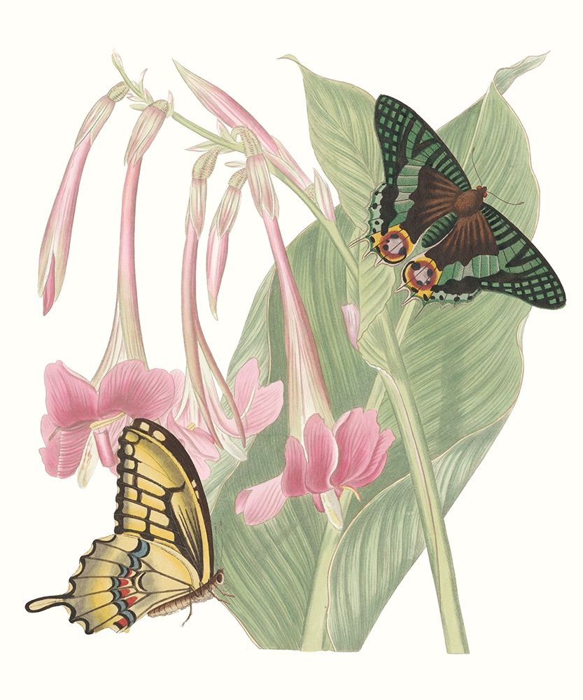 Les Papillons II