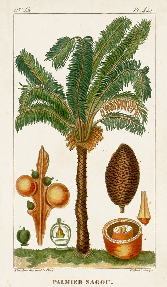 Turpin Exotic Palms VII