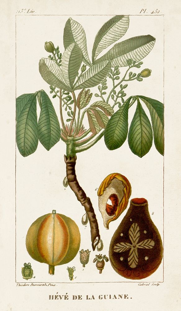 Turpin Exotic Palms VIII