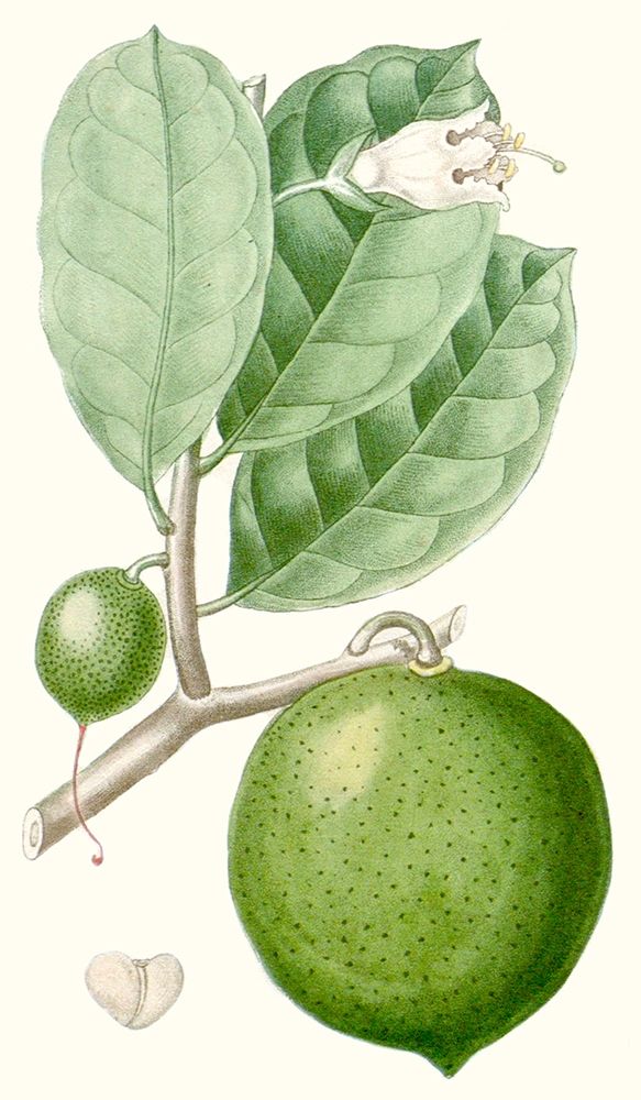 Turpin Fruit III