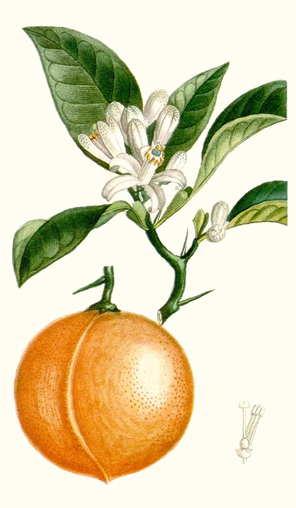 Turpin Fruit IV