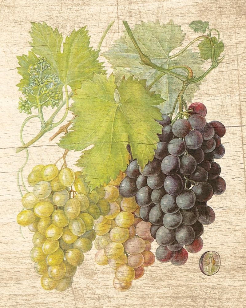 Grapevine I