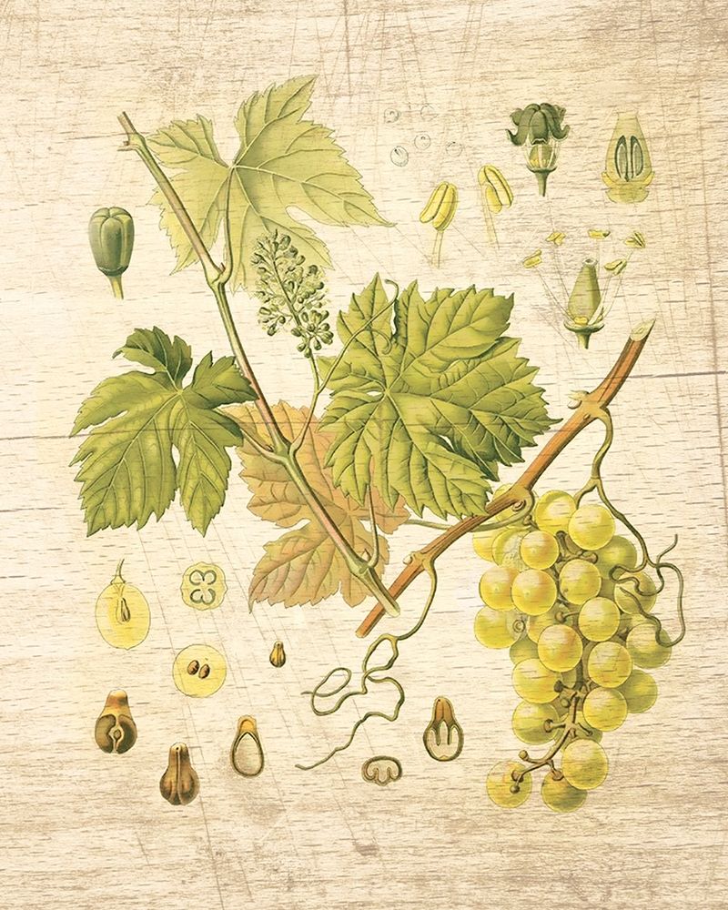 Grapevine II