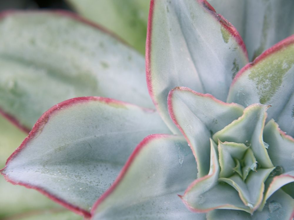Desert Star I