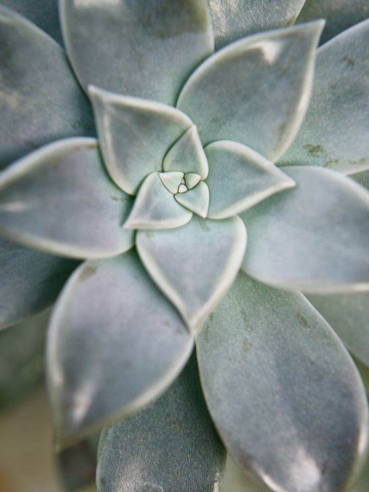 Hanging Garden Succulent I