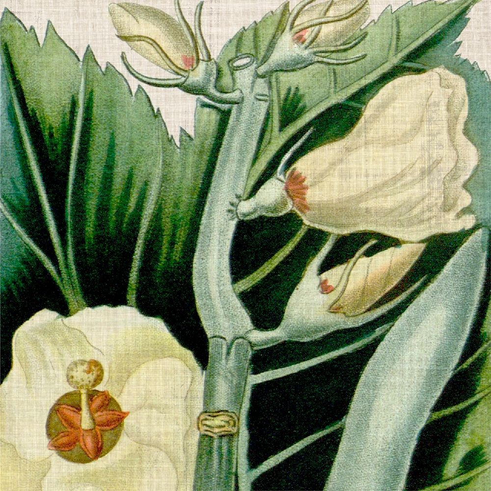 Cropped Turpin Tropicals III