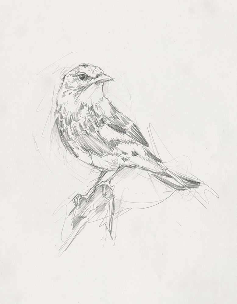 Avian StudyÂ  I