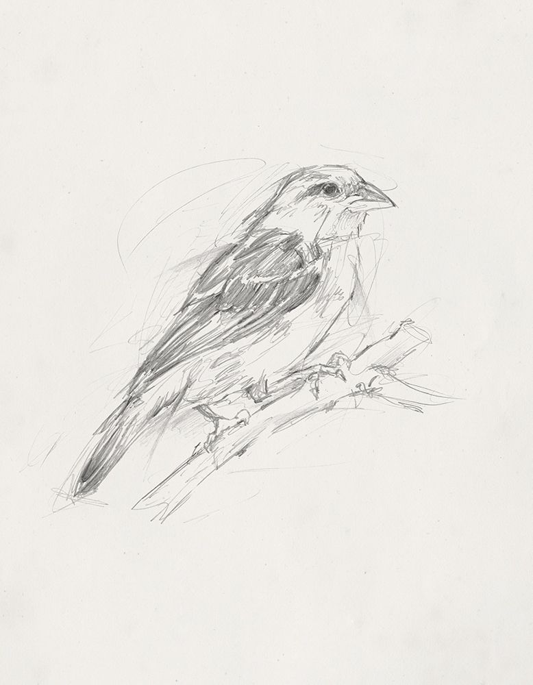 Avian StudyÂ  II