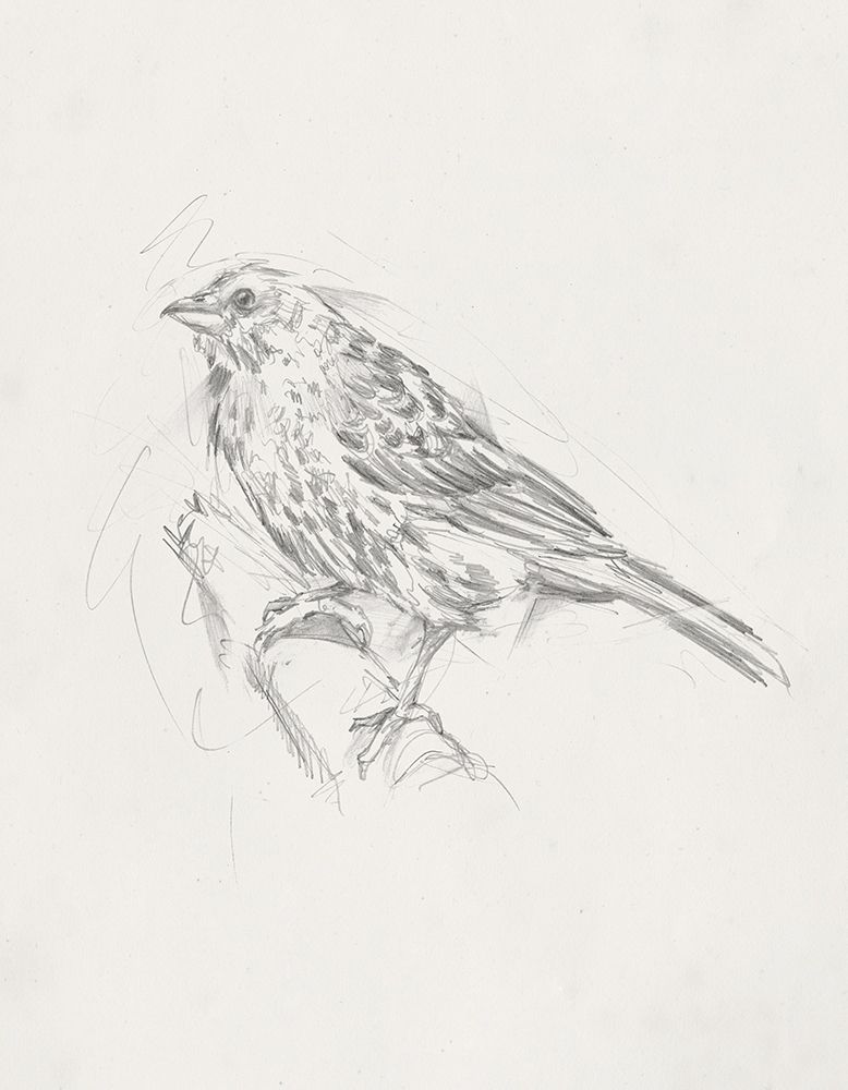 Avian StudyÂ  III