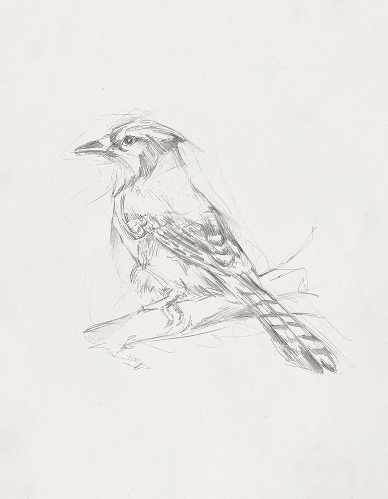 Avian StudyÂ  IV