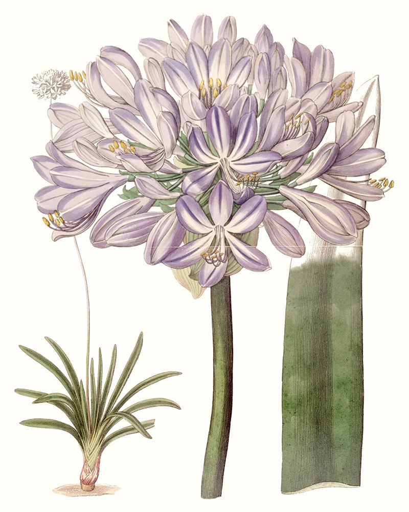 Lavender Beauties VI