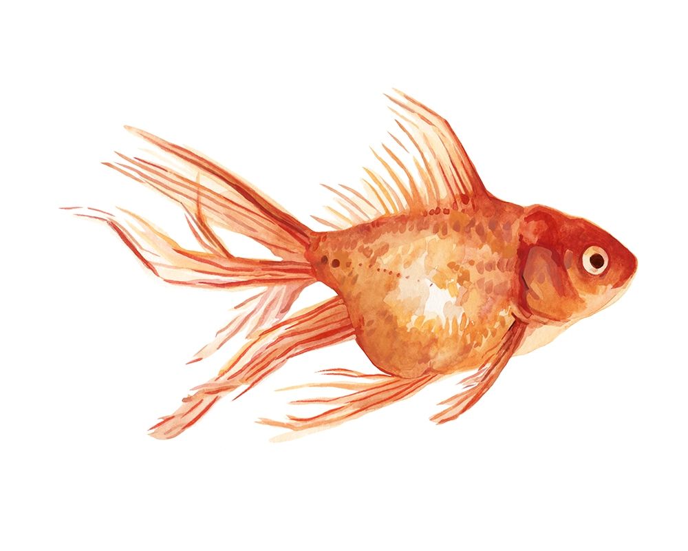 Ornamental Goldfish II