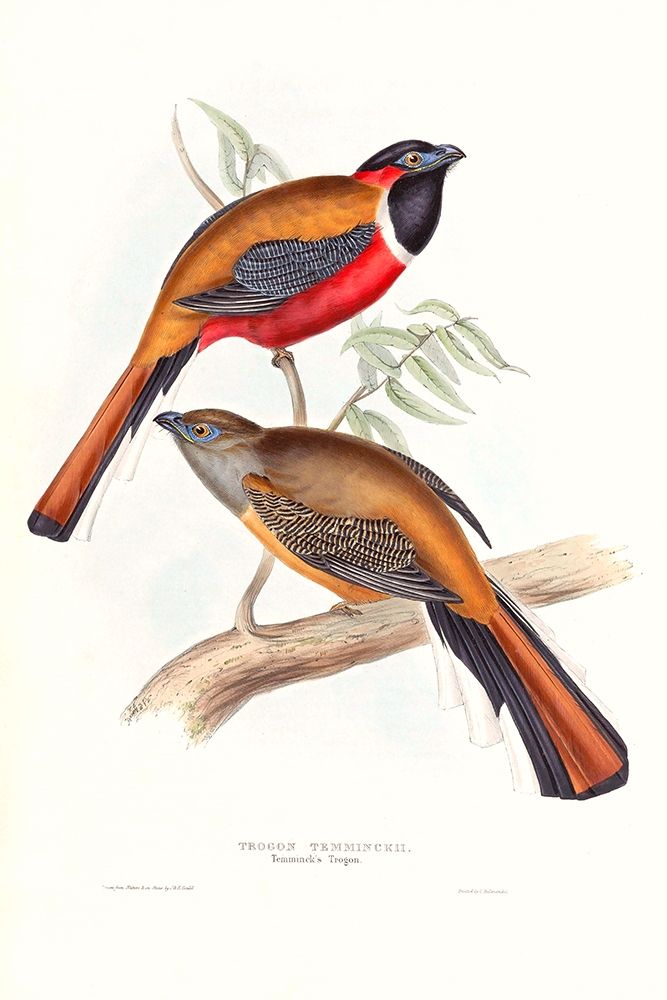 Tropical Trogons IV