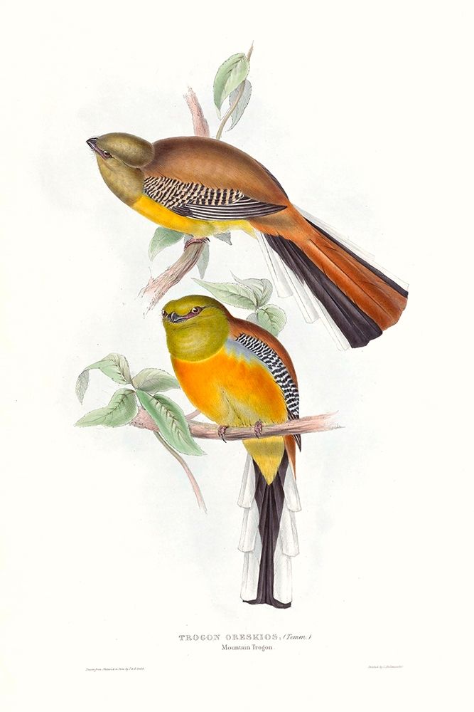 Tropical Trogons VI