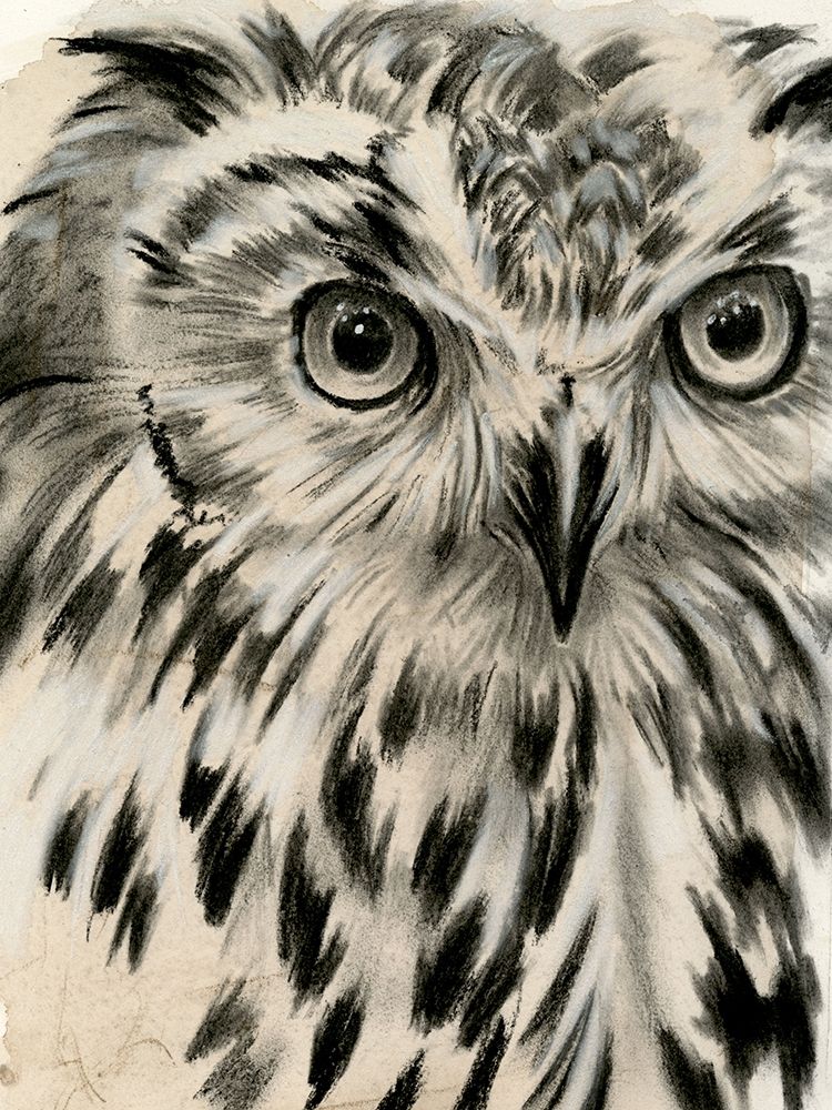 Charcoal Owl I