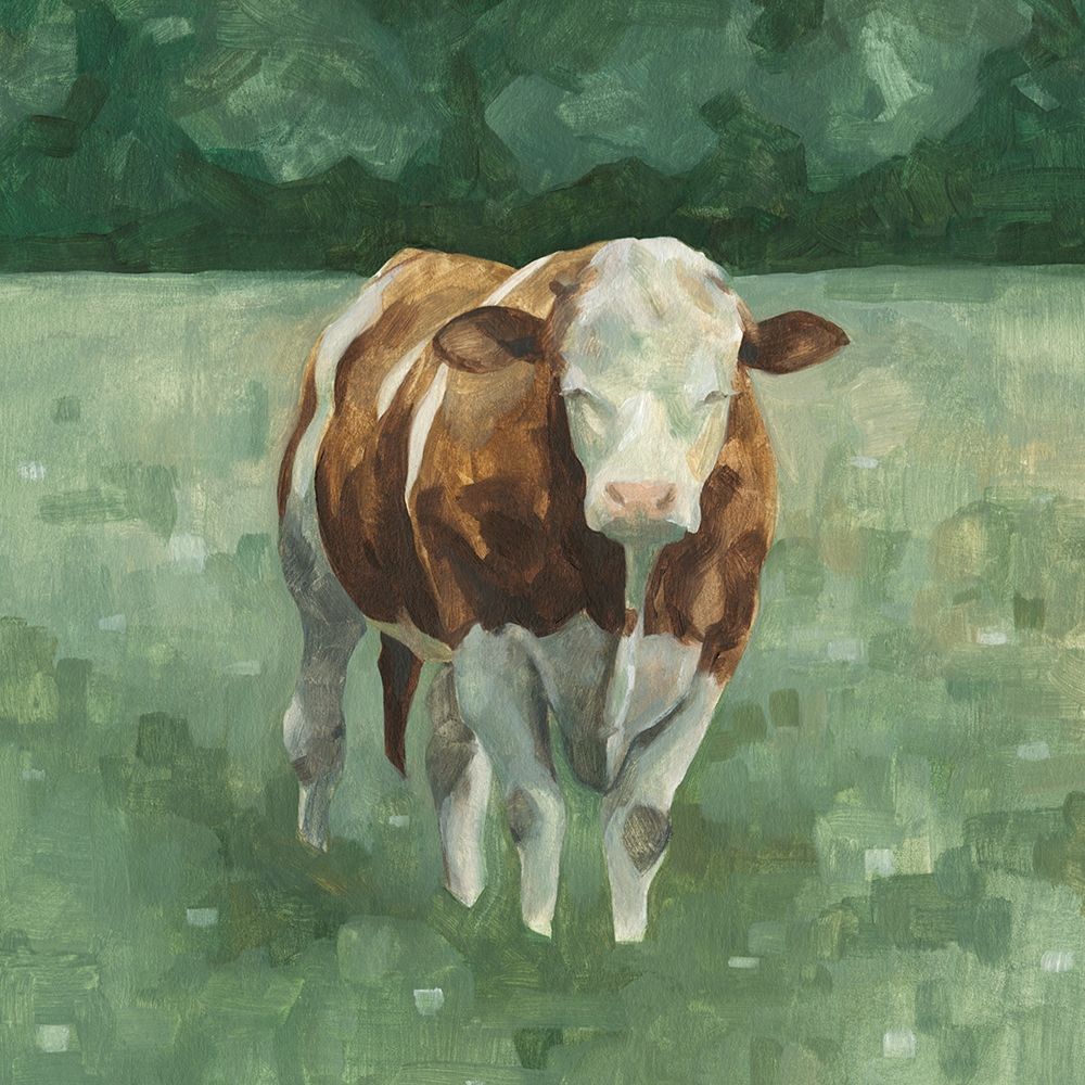 Hereford Cattle II