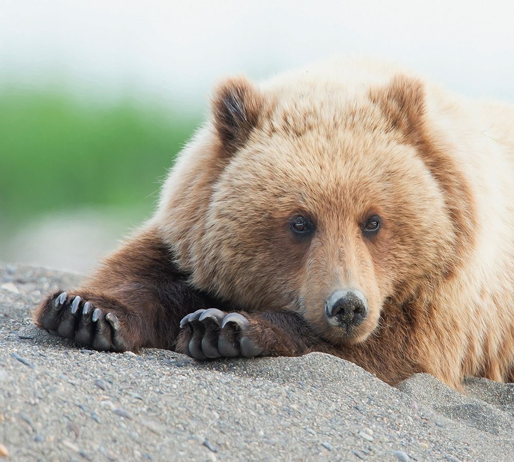 Bear Life IV
