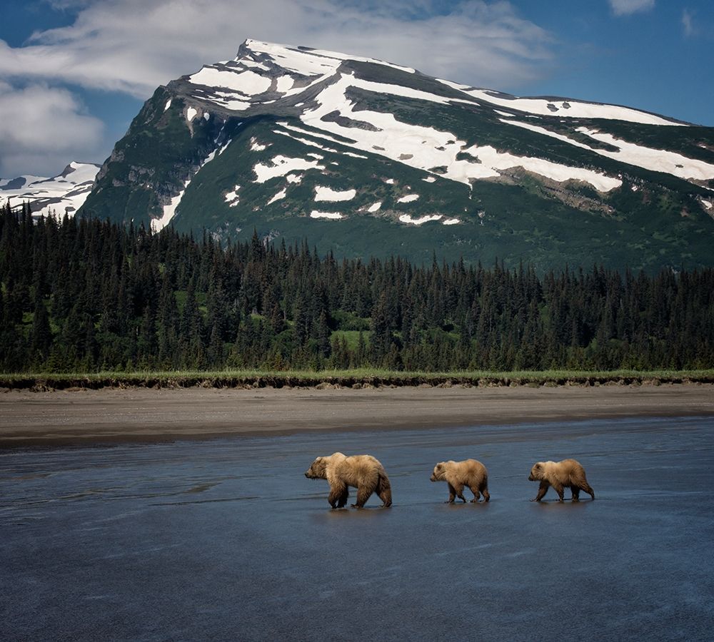 Bear Life V