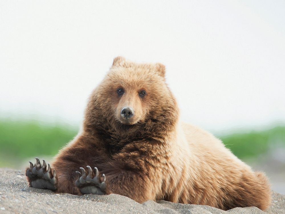 Bear Life VI