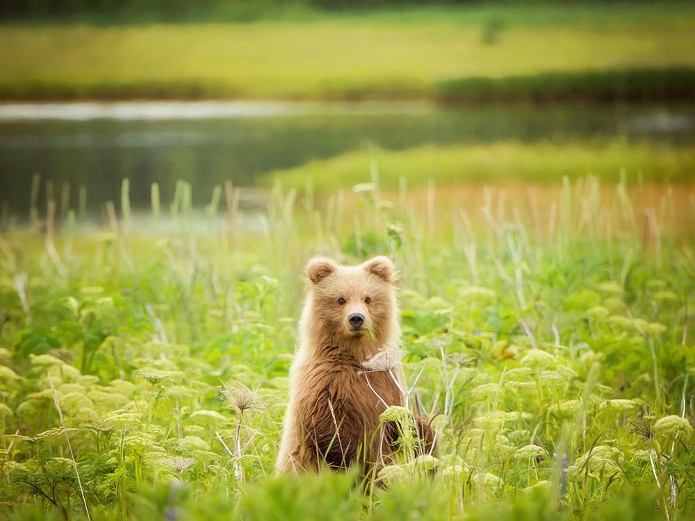 Bear Life VII