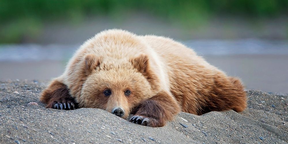Bear Life X