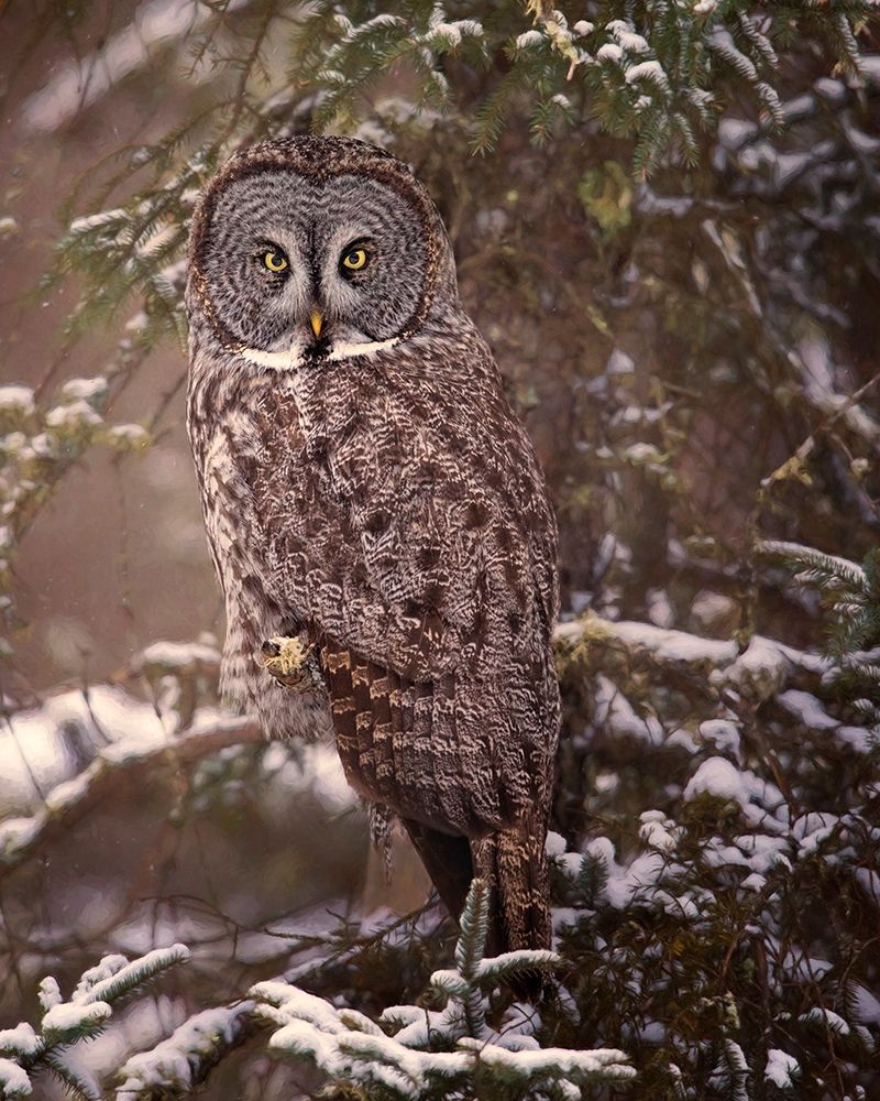 Owl in the Snow I