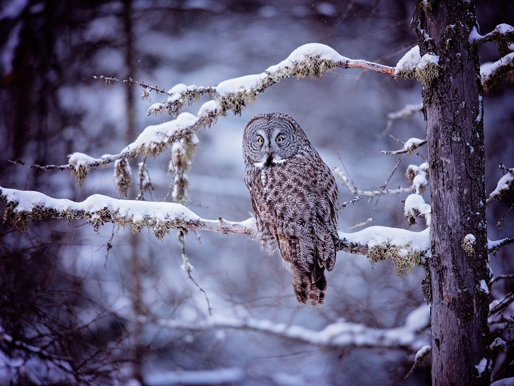Owl in the Snow II