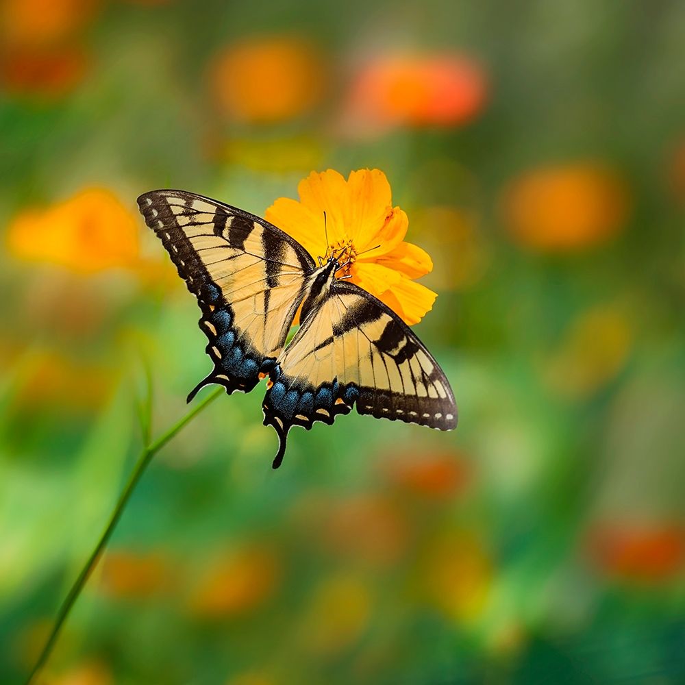 Butterfly Portrait I