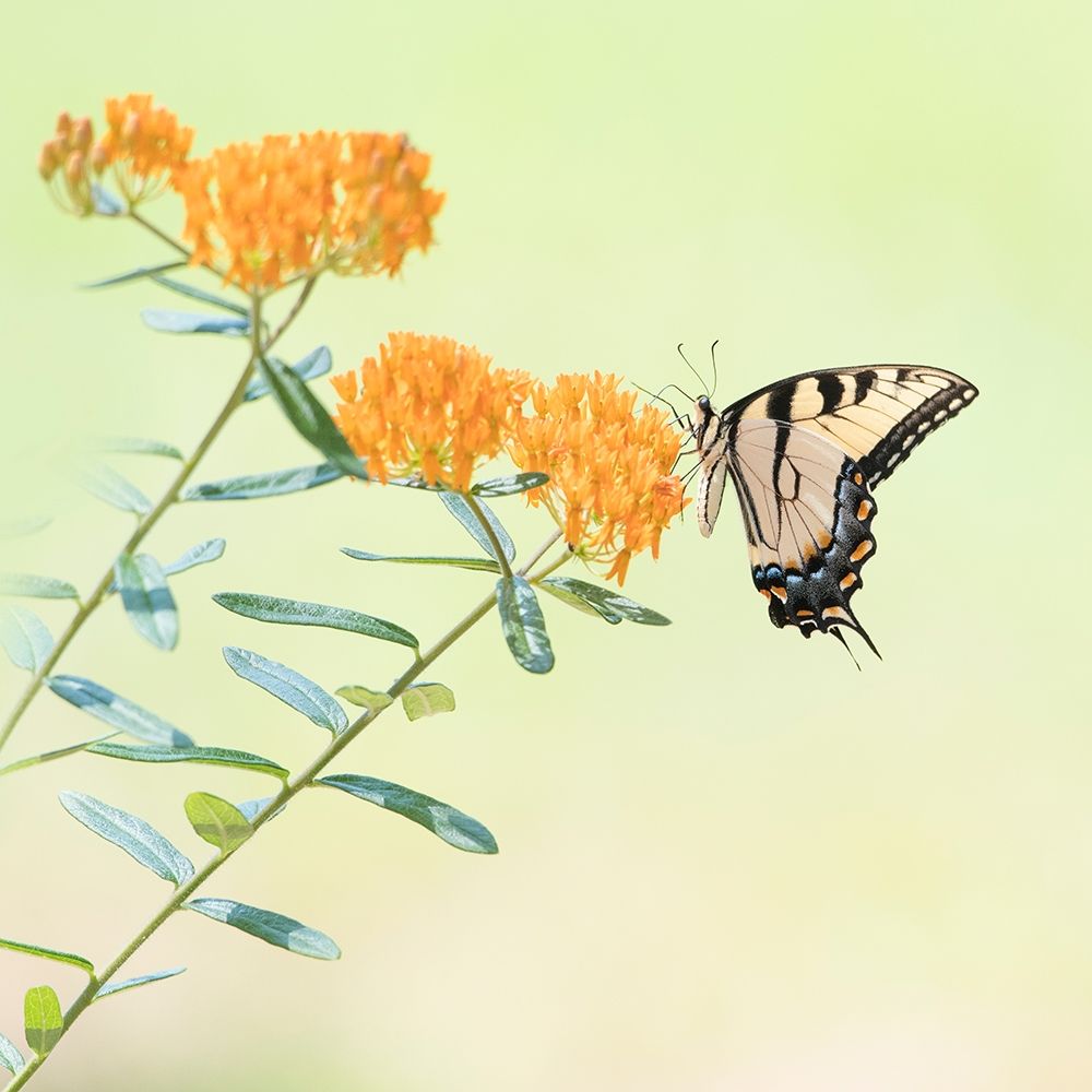 Butterfly Portrait III