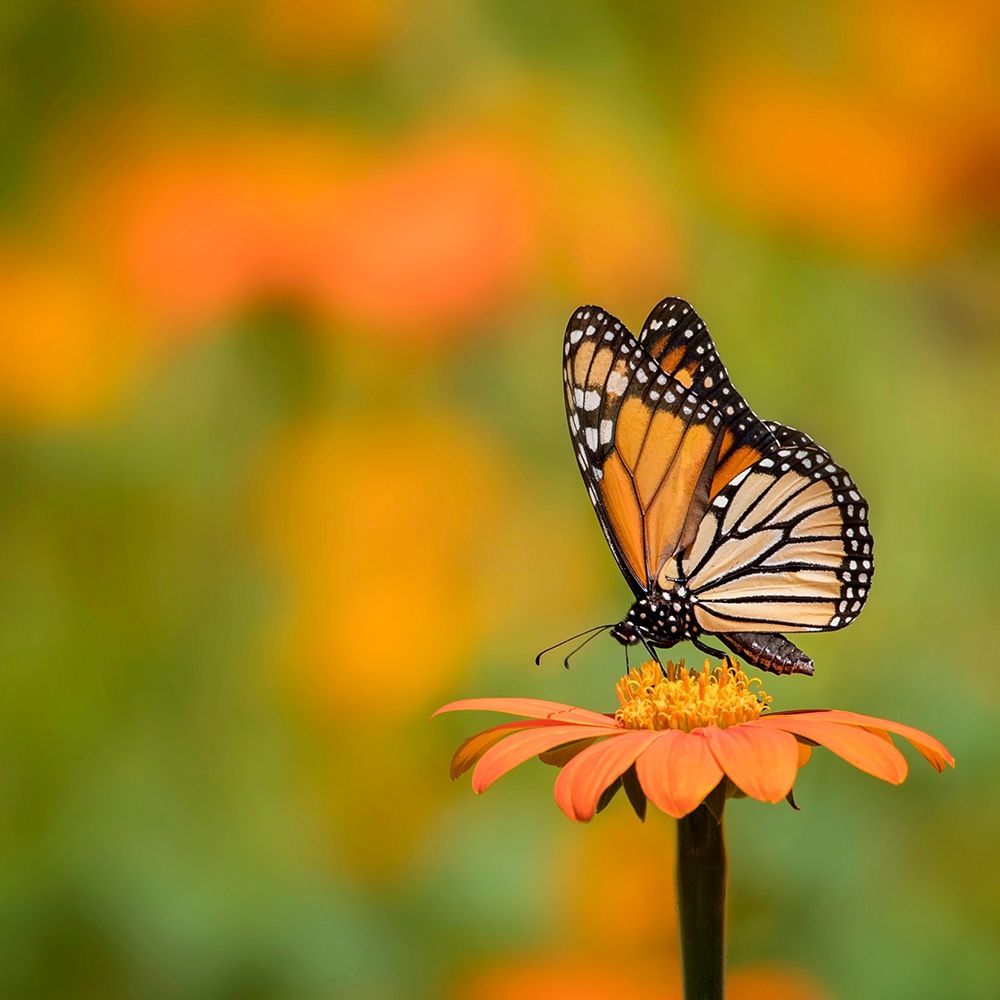 Butterfly Portrait IV
