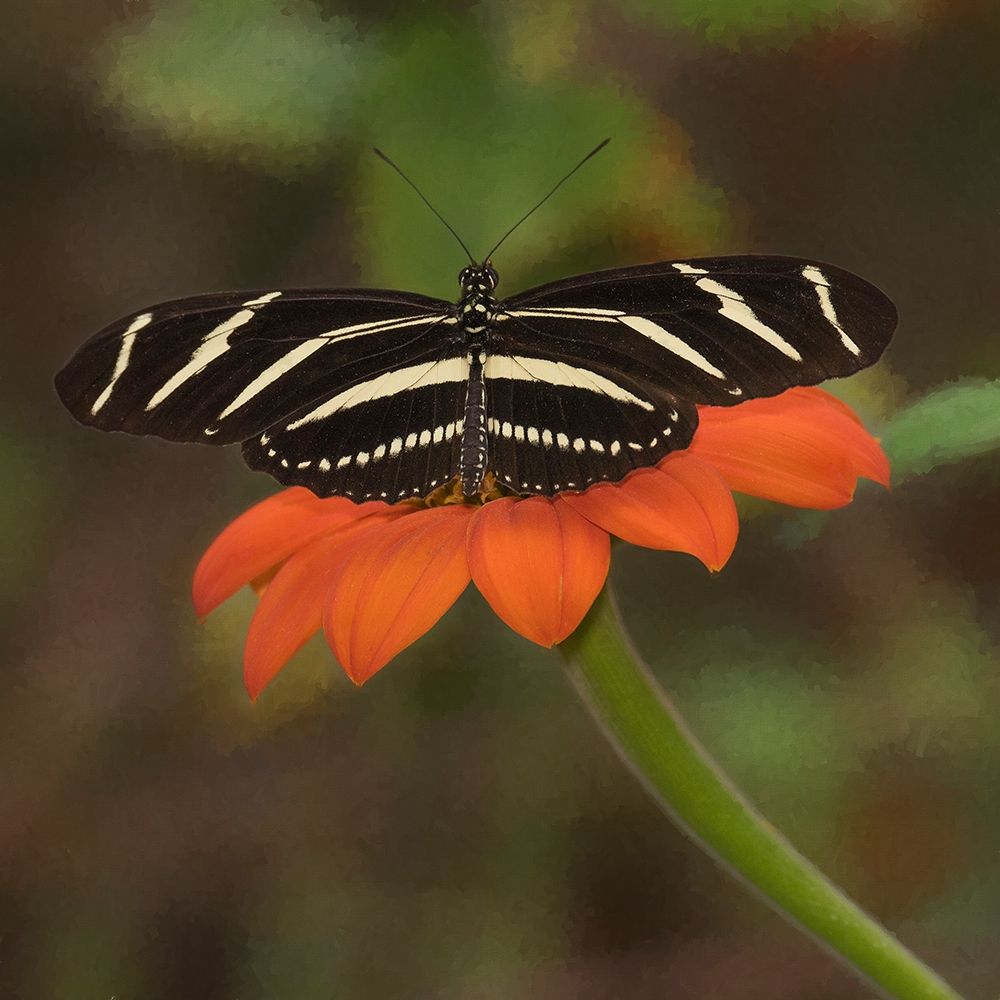 Butterfly Portrait VII