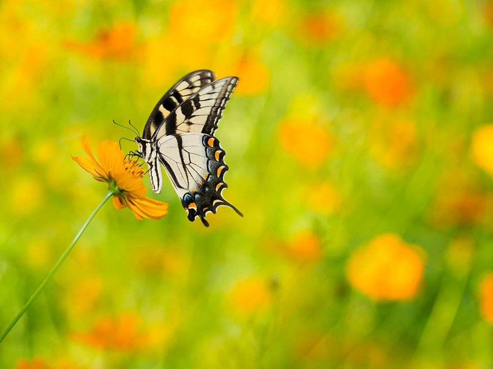 Butterfly Portrait VIII