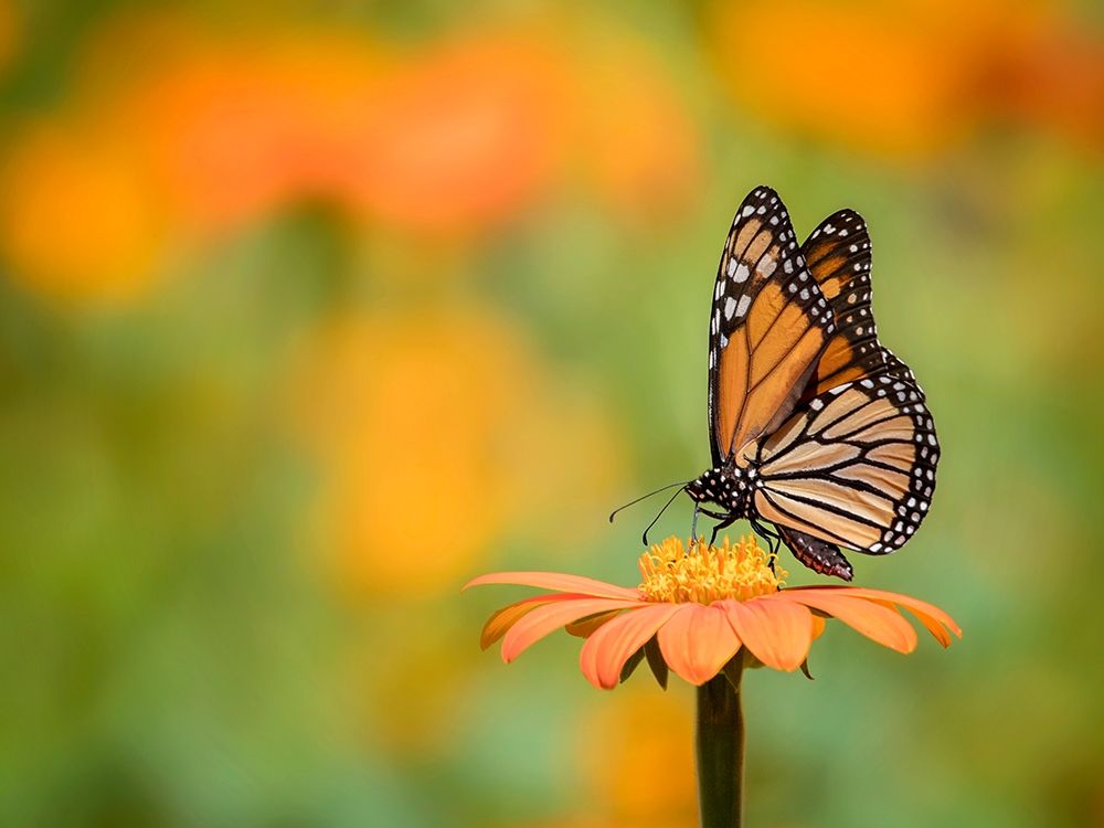 Butterfly Portrait IX