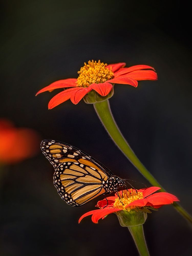 Butterfly Portrait X