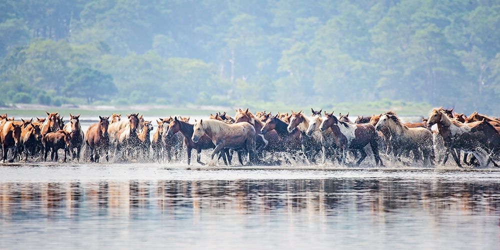 Water Horses II