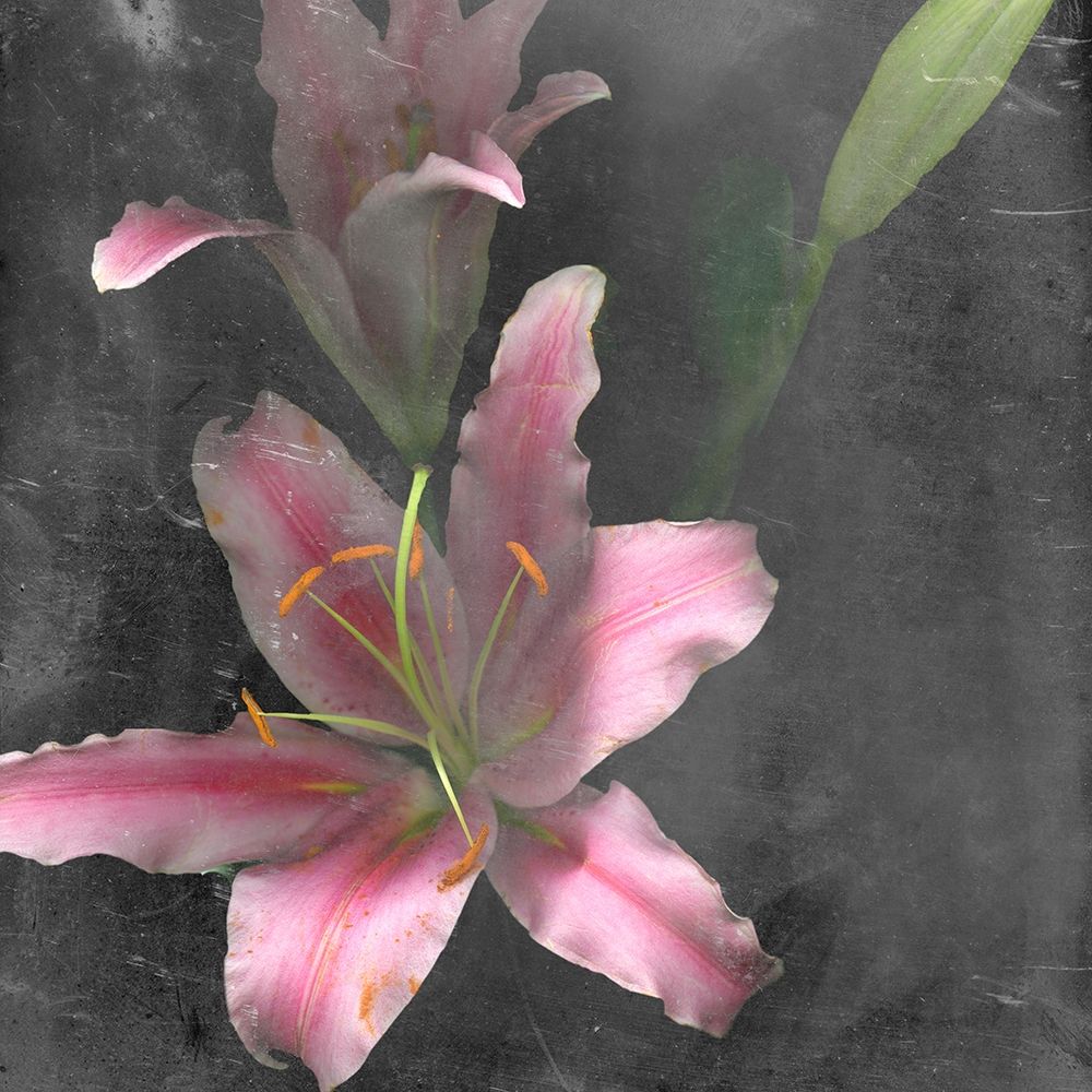 Fleur de Lys I