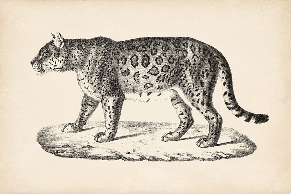 Brodtmann Female Leopard