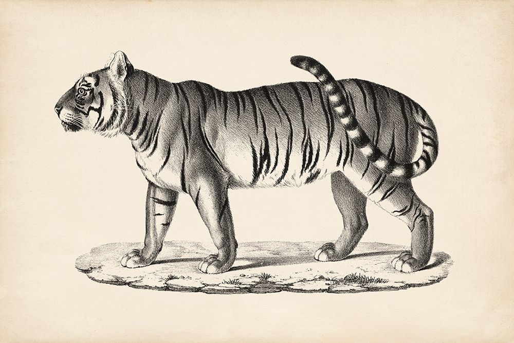 Brodtmann Male Tiger
