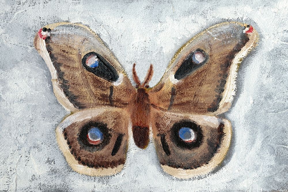 Papillon de Nuit II