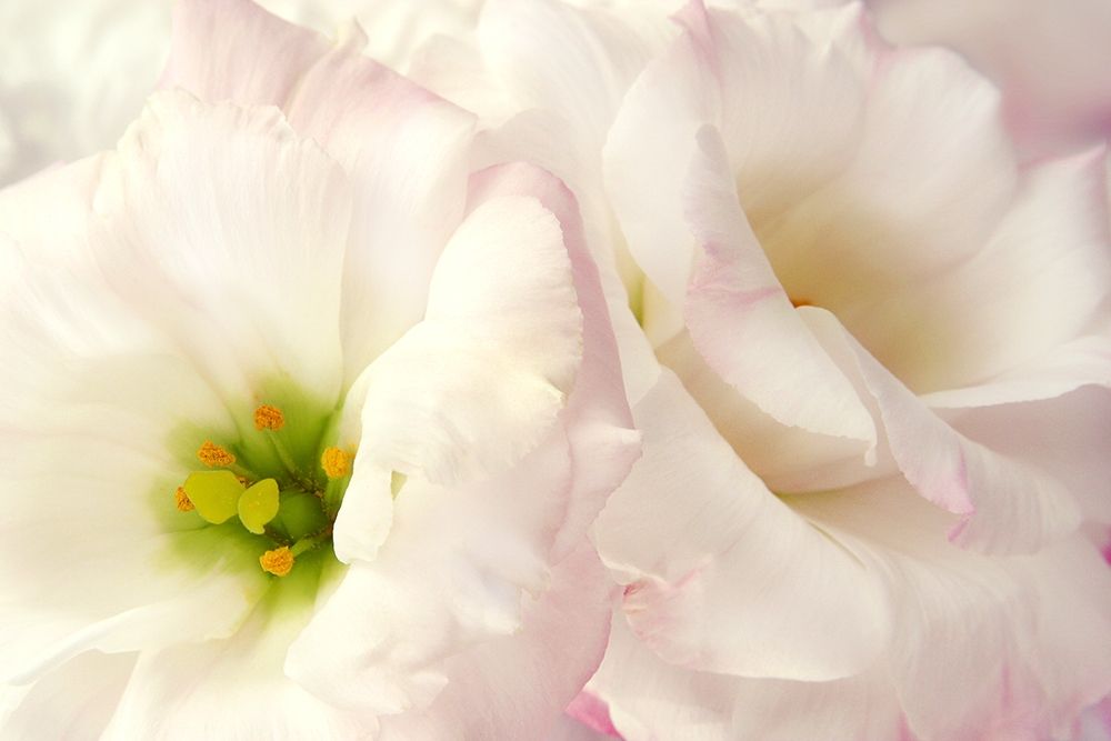 Pink Blossoms I