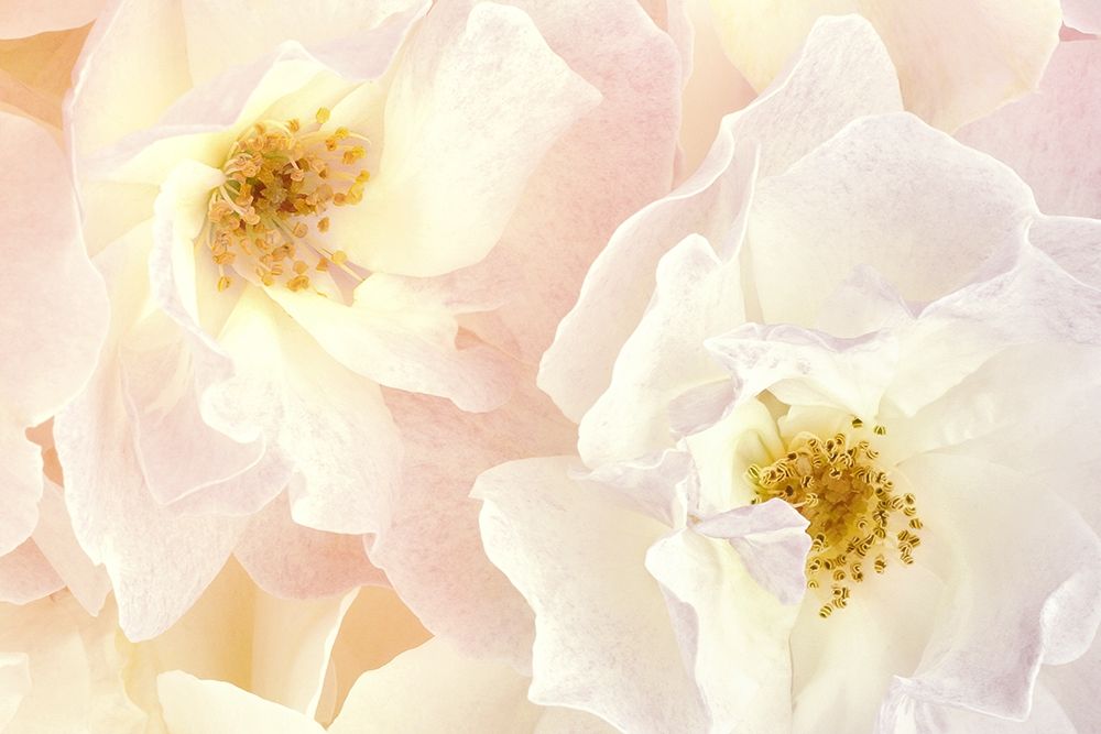 Pink Blossoms II