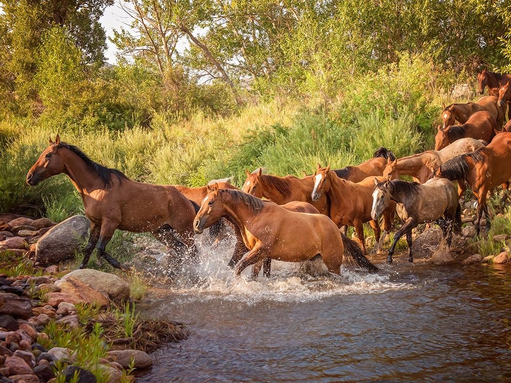 River Horses II