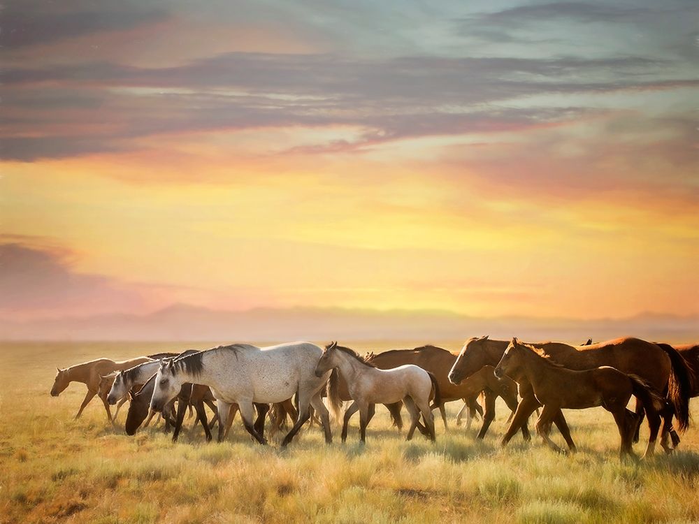 Sunkissed Horses I