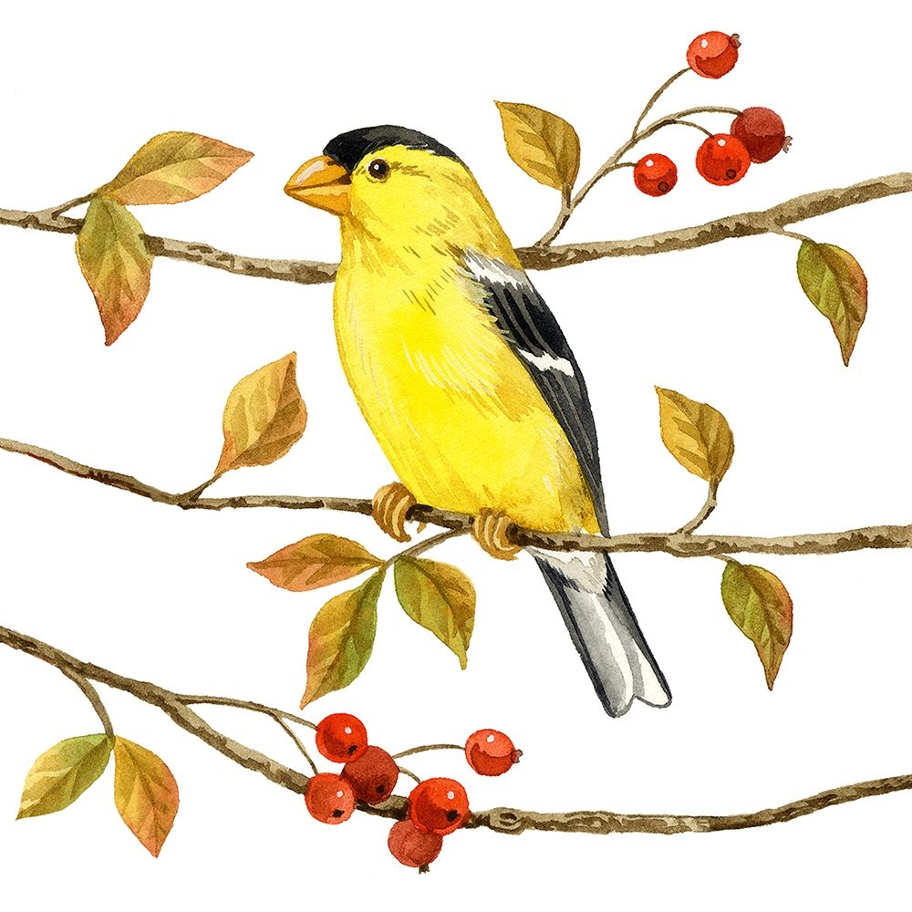 Birds and Berries II