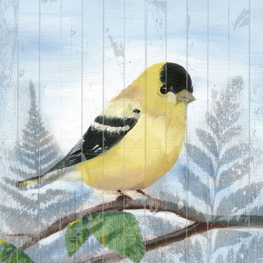 Eastern Songbird III