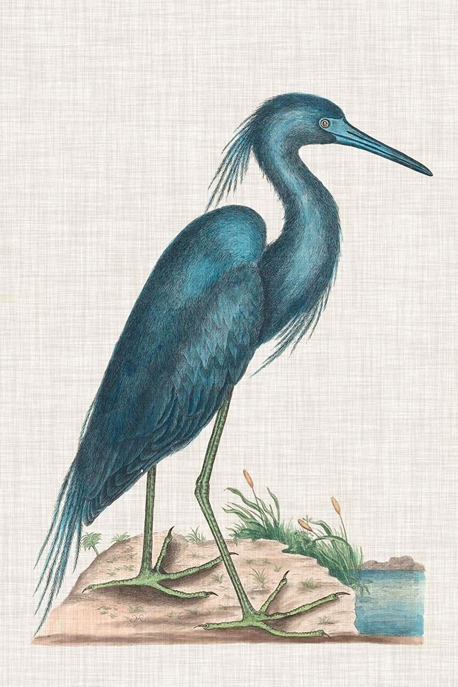 Catesby Heron II