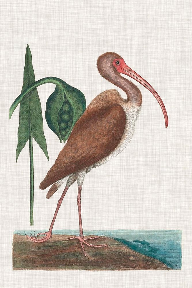 Catesby Heron V