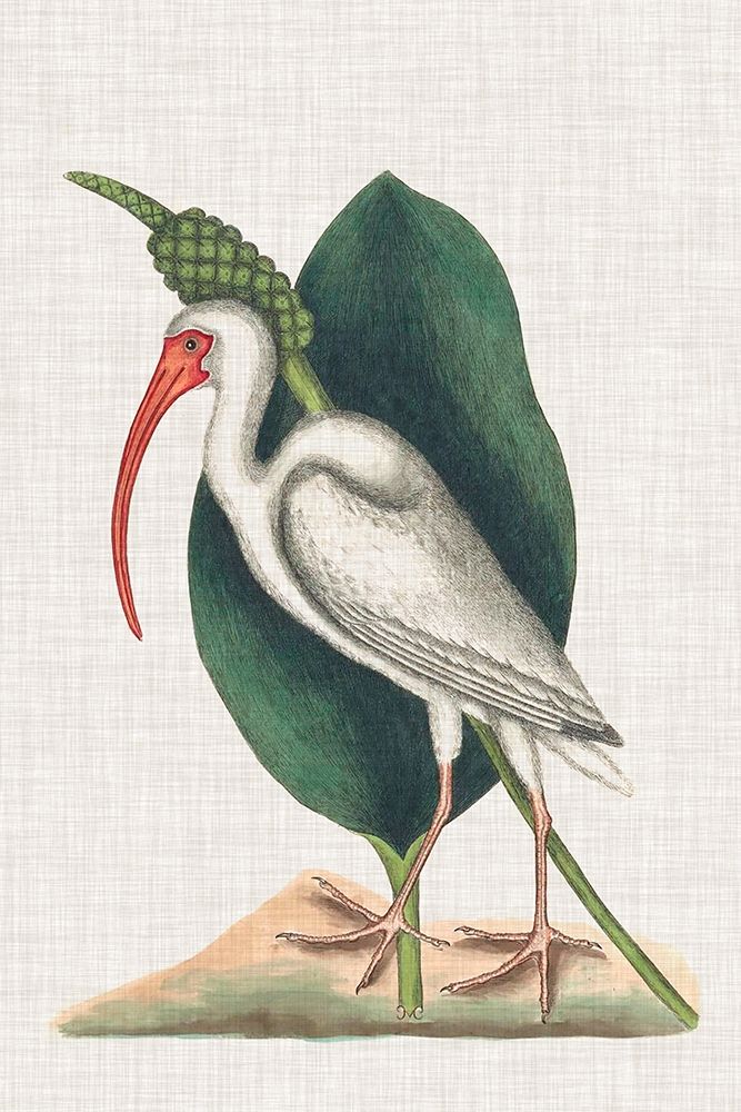 Catesby Heron VI
