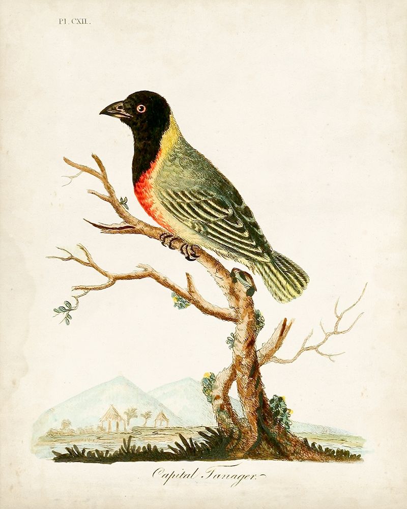 Capital Tanager