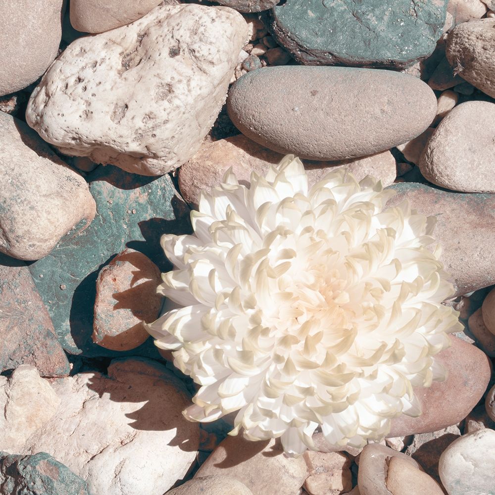 Stone Crop II